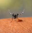 Casos de dengue aumentam no calor: vacina é a melhor forma de prevenção -  Foto: Shutterstock / Saúde em Dia
