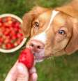 Entenda quais frutas pode oferecer para os cães - Shutterstock  Foto: Alto Astral