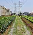 Horta urbana da ONG Cidades Sem Fome em terreno de linhas de transmissão de energia  Foto: Divulgação/Cidades Sem Fome / Divulgação/Cidades Sem Fome
