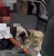 Mulher furtava lojas juntos com os cães em SP  Foto: Divulgação/Polícia Civil