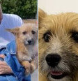 Cão que defendeu Ana Hickmann em agressão foi tema de briga com marido   Foto: Reprodução/Redes Sociais 