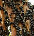 A jabuticaba entrou em lista de melhores frutas do mundo - Shutterstock  Foto: Alto Astral