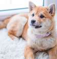 Remédio para prolongar vida de cães pode ser aprovado em breve (Imagem: Valeria Boltneva/Pexels)  Foto: Canaltech
