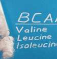 BCAA para estímulo do anabolismo muscular - Shutterstock  Foto: Sport Life