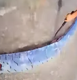 Peixe-remo raro aparece em praia no Caribe e intriga banhistas  Foto: Reprodução/Redes Sociais