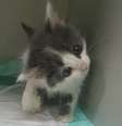 Gatinho com doença cerebral é salvo de atropelamento e adotado por jornalista  Foto: Arquivo pessoal