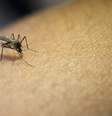 Casos de malária aumentam na Amazônia em cidades próximas aos rios com águas pretas (Imagem: Jcomp/Freepik)  Foto: Canaltech