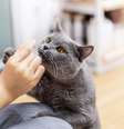 Estudo descobriu que gatos são grandes predadores e podem comer até 2.000 espécies   Foto: Anciens Huang | Shutterstock / Portal EdiCase