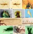 Alguns closes no mosquito preservado do início do Período Cretáceo, de 125 milhões de anos atrás, preso em âmbar (Imagem: Azar et al./Cretaceous Research)  Foto: Canaltech