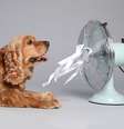 A respiração rápida e ofegante é um dos sinais mais comuns de que um cachorro está com calor  Foto: New Africa | Shutterstock / Portal EdiCase