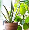 Aposte em plantas para decorar sua casa em 2024 -  Foto: Shutterstock / João Bidu