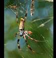 Aranha gigante "paraquedista" está invadindo os EUA  Foto: Wikipedia