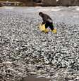 Peixes mortos encalham e cobrem praia ao Norte do Japão  Foto: Reuters/The Yomiuri Shimbun