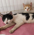 Gatos foram abandonados na porta de Centro de Controle de Zoonoses   Foto: Divulgação