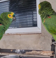 Genaro e Lorica,  papagaios da espécie Amazona aestiva [papagaio-comum ou verdadeiro].   Foto: Foto: Divulgação Facebook Thainá Cristina Nogueira