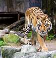 Tigre em uma gaiola de um zoológico se exibindo para os visitantes.   Foto: Foto: Istock