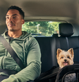 Nova modalidade do aplicativo Uber permitirá o transporte de pets  Foto: Divulgação/Uber