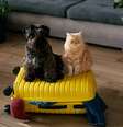 Tanto cães quanto gatos sofrem bastante com a ausência do tutor, assim como com a modificação da rotina  Foto: Kokosha Yuliya | Shutterstock / Portal EdiCase