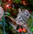 Os gatos costumam gostar de brincar com os enfeites da árvore de Natal  Foto: 1MW47 | Shutterstock / Portal EdiCase