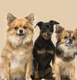 O pinscher tende a apresentar menos problemas de saúde em comparação com o chihuahua  Foto: Eric Isselee | Shutterstock / Portal EdiCase