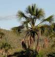 A imagem mostra a vista do cerrado na Comunidade quilombola Kalunga do Engenho II, uma das áreas quilombolas preservadas  Foto: Alma Preta