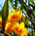 ‘Flor de Deus’ está desaparecendo das montanhas taiwanesas por causa das mudanças climáticas  Foto: Reprodução/BBC