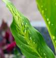 A comigo-ninguém-pode é uma planta muito poderosa -  Foto: Shutterstock / Alto Astral