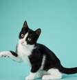 Alguns gatos podem ser bons companheiros para crianças  Foto: dezy | Shutterstock / Portal EdiCase