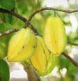 Carambola é exótica e seu formato de 'estrela' permite criatividade nas receitas  Foto: iStock