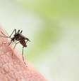 Aedes aegypti Mosquito  Foto: iStock