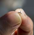 Close de mosquito morto do aedes aegypti  Foto: iStock