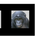 Experimento mostra que chimpanzés conseguem reconhecer rostos (Imagem: Waal et al, 2023/PNAS)  Foto: Canaltech
