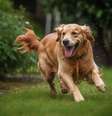 O golden retriever é um cachorro amigável, inteligente e afetuoso  Foto: Donamen | Shutterstock / Portal EdiCase