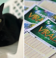 O gato vidente, Milu, fez previu quais serão as dezenas sorteadas da Mega da Virada de 2023  Foto: Montagem/Reprodução
