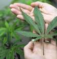 Remédios à base de canabidiol são feitos a partir da planta Cannabis sativa  Foto: Anthony Bolante/Reuters