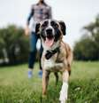Se o cachorro demonstrar sinais de desconforto, recue e dê espaço ao animal  Foto: Benevolente82 | Shutterstock / Portal EdiCase