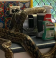 Cobra da espécie píton, encontrada na cozinha de uma residência na Austrália.   Foto: Foto: Reprodução @newsweek