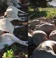 Raio cai em fazenda no TO e mata mais de 40 bois que estavam embaixo de árvore  Foto: Reprodução/TV Anhanguera