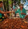 Agroextrativistas do Alto Araguari trabalhando no beneficiamento da andiroba, que depois é transformada em sabonete e óleo vegetal  Foto: DW / Deutsche Welle