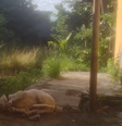 Homem é investigado por agredir cachorro em São Gonçalo (RJ)  Foto: Divulgação/Redes Sociais