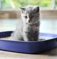 Veja como ensinar seus pets a fazer as necessidades no local indicado  Foto: Shutterstock / Alto Astral