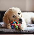 Adaptar o ambiente para os pets ajuda na saúde física e emocional  Foto: v | Shutterstock / Portal EdiCase