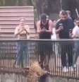 Animal escalou a parede e ficou frente a frente com o público.   Foto: Reprodução/Vídeo