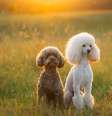 Os poodles são frequentemente confundidos com os cachorros da raça bichon frisé  Foto: dezy | Shutterstock / Portal EdiCase