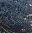 Lagoa Mundaú, em Maceió repleta de peixes mortos  Foto: Foto: reprodução @@carlosmadeiro X