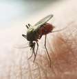 O mosquito Anopheles está presente na região amazônica, extra  Foto: amazônica e em áreas da Mata Atlântica Litoral -  Divulgação / Governo Federal / Perfil Brasil