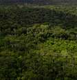 Floresta amazônica em imagem de drone  Foto: reprodução gettyimagens