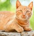 Gatos alaranjados são conhecidos por terem uma personalidade única  Foto: Ivan Mateev | Shutterstock / Portal EdiCase