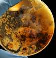 Cientistas descobrem novo antibiótico que pode combater bactérias resistentes (Imagem: Adrian Lange/Unsplash)  Foto: Canaltech