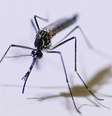 Em 2023, Brasil registrou mais 1,6 milhão de casos de dengue, doença transmitida pelo mosquito Aedes aegypti  Foto: DW / Deutsche Welle